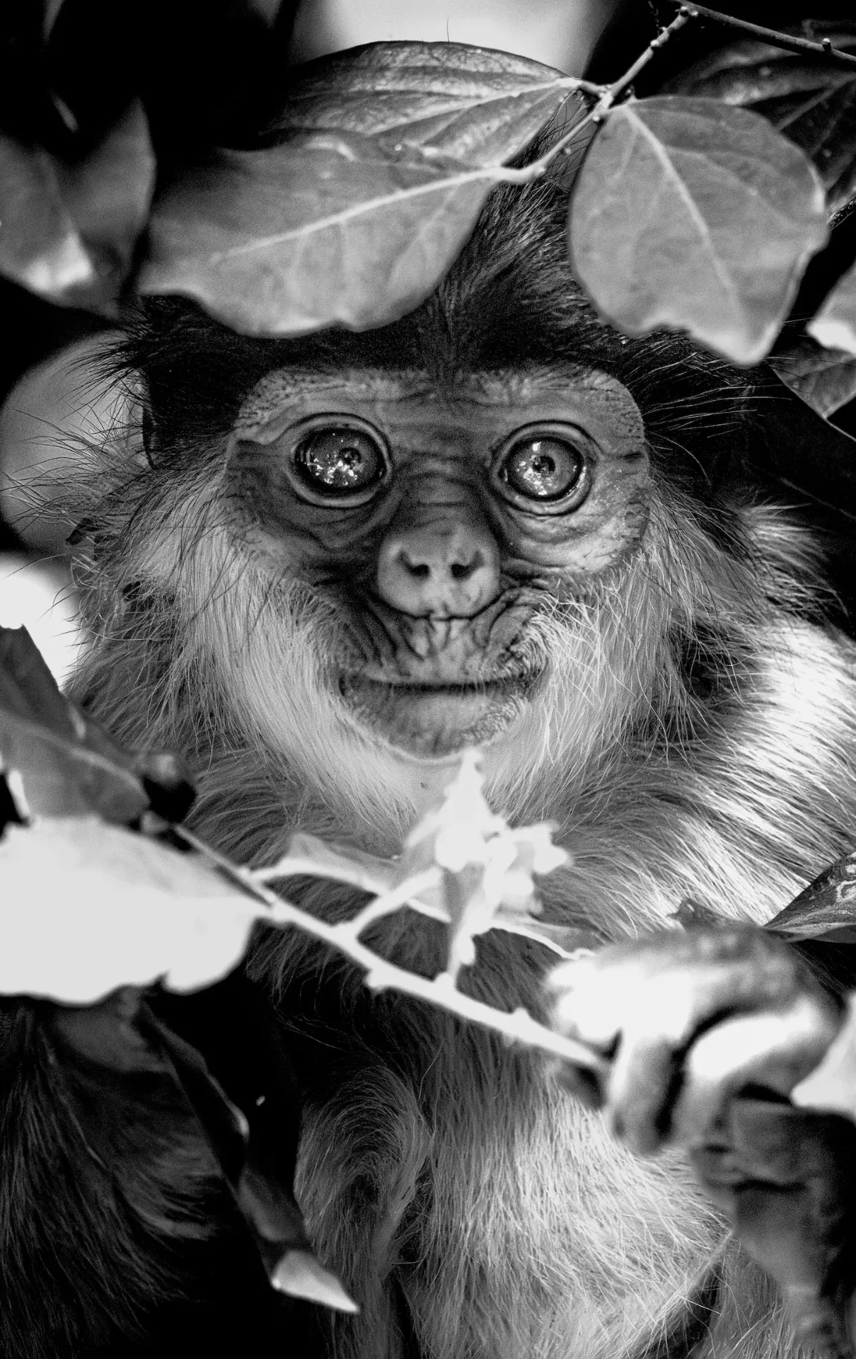 I seeeeee you (2025) (Standard Edition, A4)